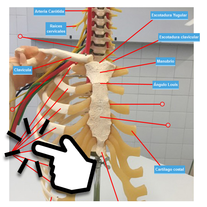 osteologia