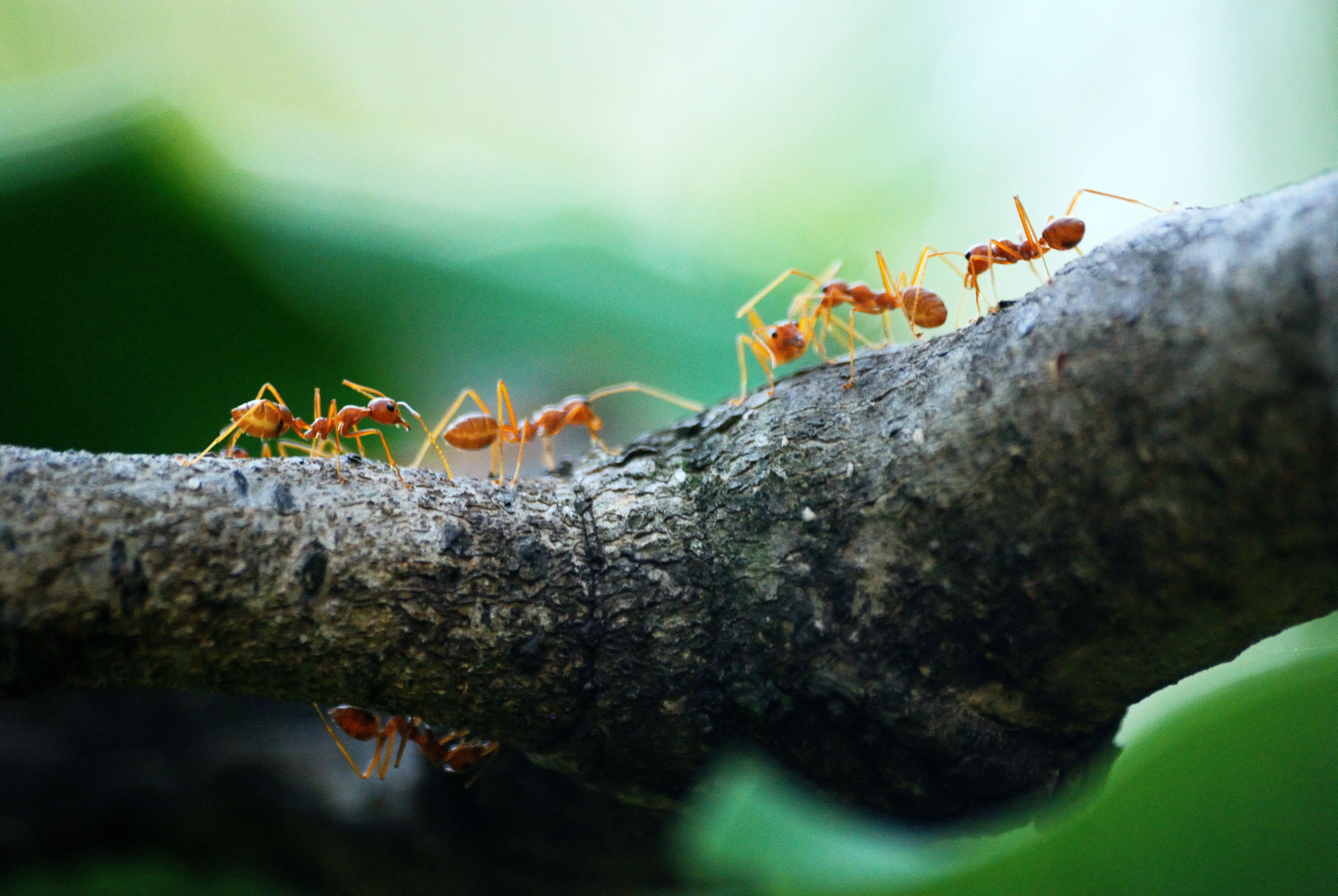 pexels-poranimm-athithawatthee-842401